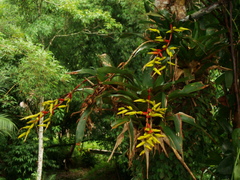 Vriesea rodigasiana