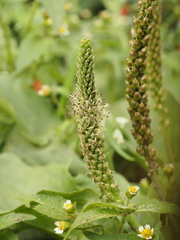Plantago major