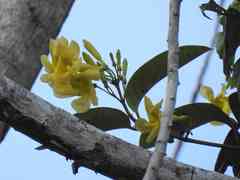 Odontadenia puncticulosa