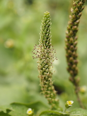 Plantago major