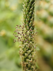 Plantago major