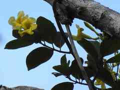 Odontadenia puncticulosa