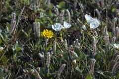 Tephroseris integrifolia atropurpurea