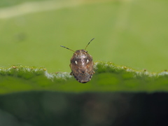 Neottiglossa lineolata