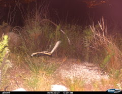 African Striped Weasel photo 3