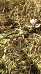 Sphaeralcea