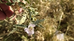 Sphaeralcea