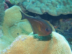 Pempheris vanicolensis