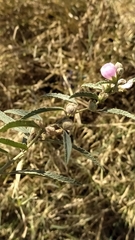 Sphaeralcea