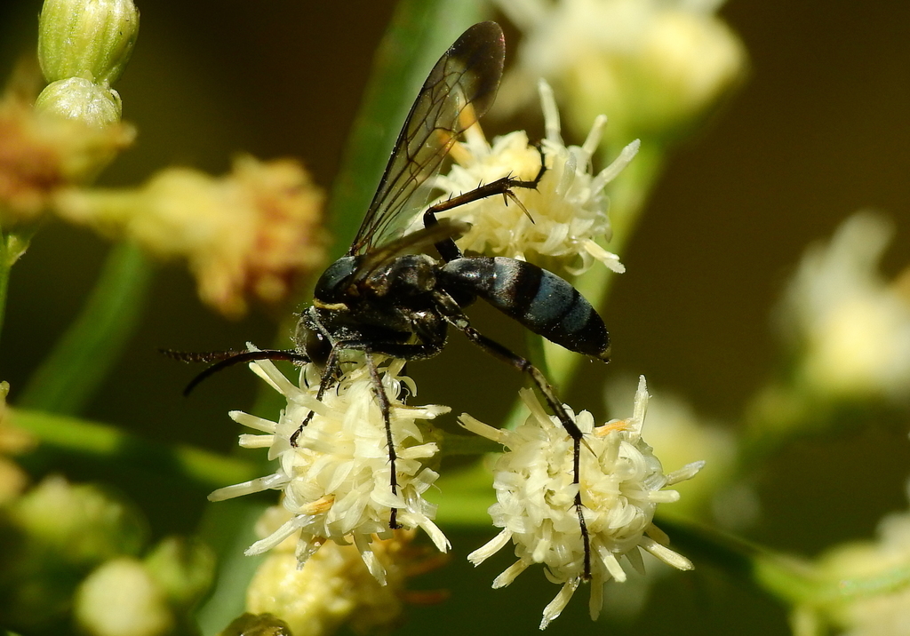 Aporinellus apicipennis