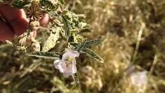 Sphaeralcea
