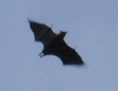 Pteropus seychellensis seychellensis