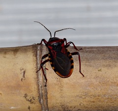 Brontostoma colossus