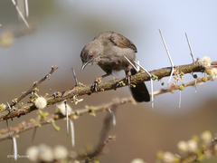 Calamonastes simplex