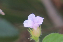 Ruellia blechum