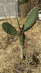 Opuntia