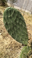 Opuntia