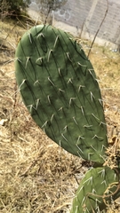Opuntia