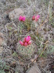 Pediocactus nigrispinus
