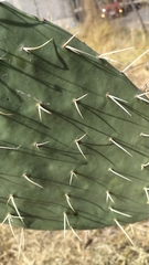 Opuntia