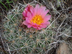 Pediocactus nigrispinus