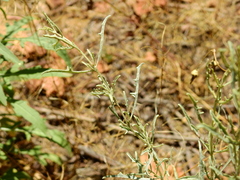 Atriplex lampa