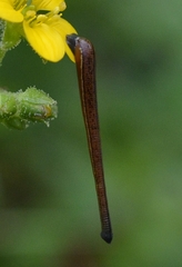 Haemadipsa zeylanica