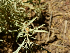Atriplex lampa