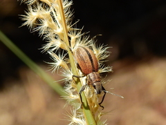 Naupactus verecundus