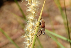 Naupactus verecundus