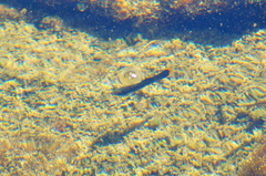 Poecilia mexicana
