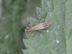 Nabis limbatus