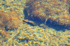 Poecilia mexicana
