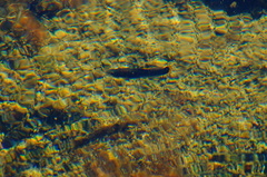Poecilia mexicana