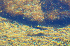 Poecilia mexicana