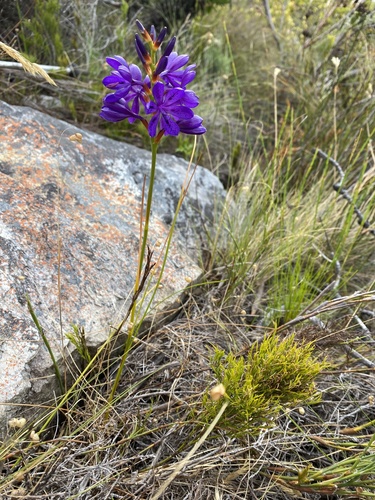 Thereianthus bracteolatus (Lam.) G.J.Lewis