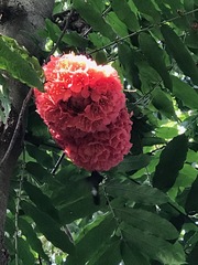 Brownea grandiceps
