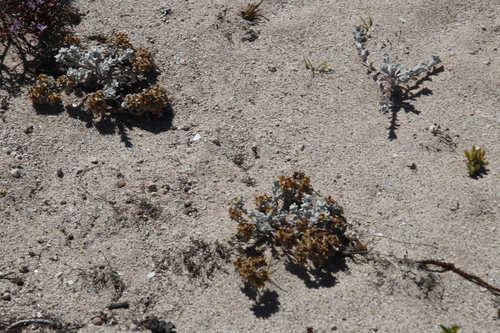 Image of Helichrysum litorale by (c) Tony Rebelo, some rights reserved (CC BY-SA)