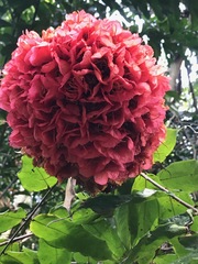 Brownea grandiceps