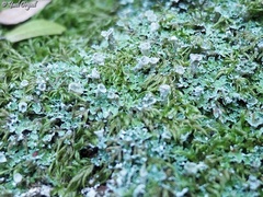 Cladonia pocillum