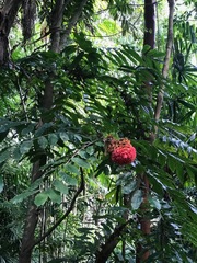 Brownea grandiceps