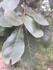 Quercus polymorpha