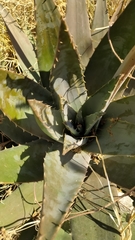 Asparagales