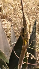 Asparagales