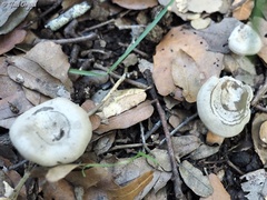 Entoloma undatum