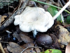 Entoloma undatum