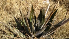 Asparagales