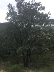 Quercus polymorpha