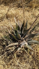 Asparagales