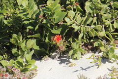 Lampranthus fergusoniae